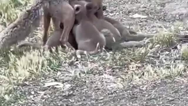 Mother fox