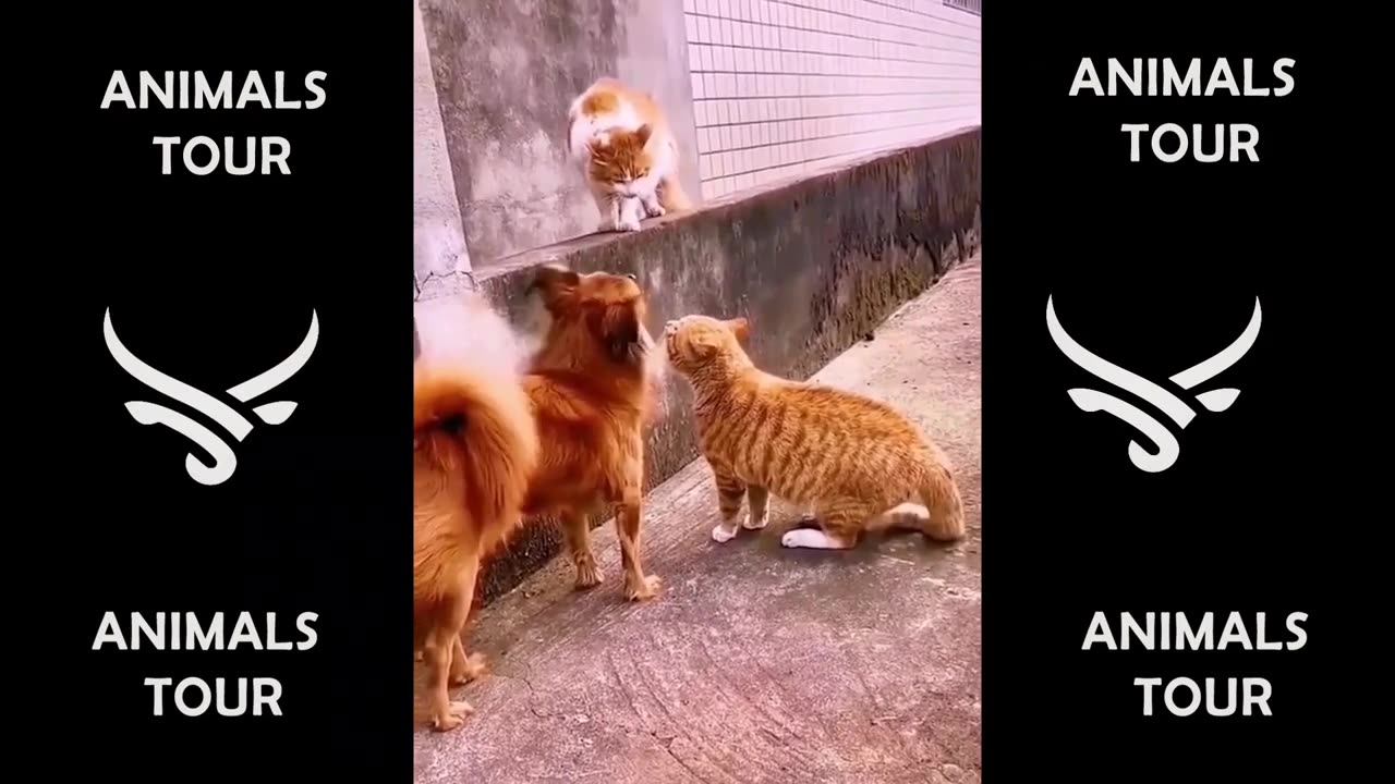 BEST FUNNY DOGS AND CATS VIDEOS