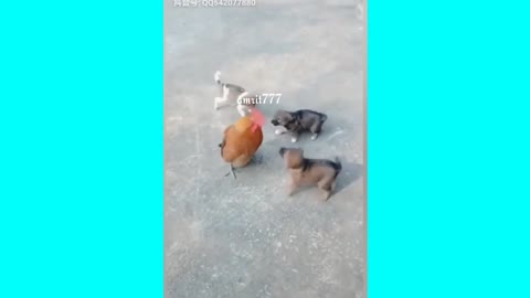 Chicken Vs Dog Fight - Funny Dog fight videos