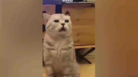 Funny fight || very funny cat fight ||