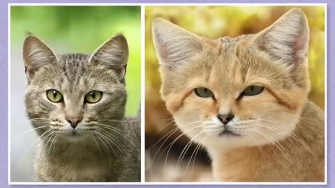 This Cat Doesn’t Smell, Never Drinks, and Its Paws Don’t Leave Prints18