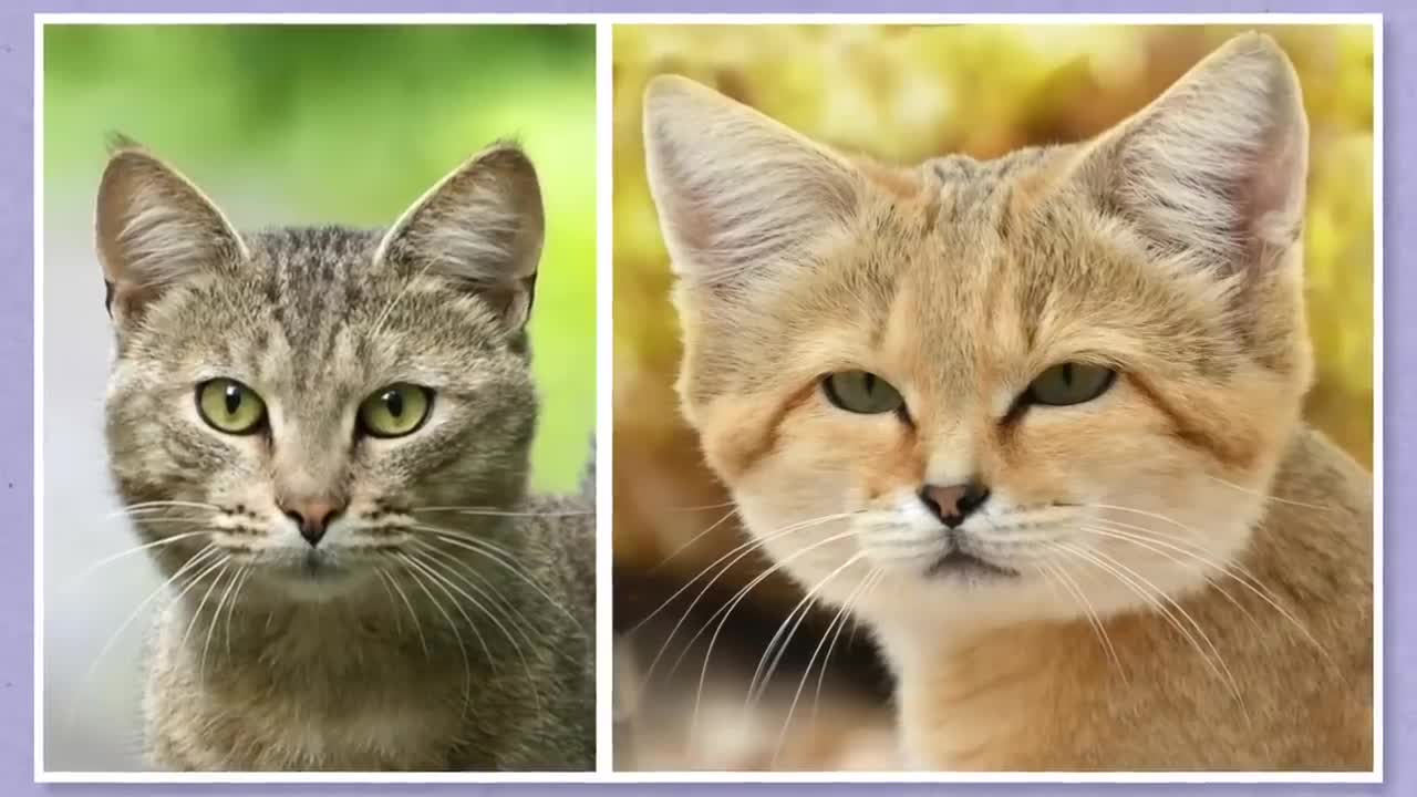 This Cat Doesn’t Smell, Never Drinks, and Its Paws Don’t Leave Prints18