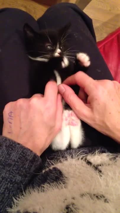 ¡Gatito rescatado es lo más adorable cuando le hacen cosquillas!