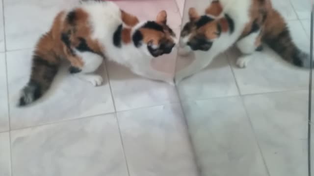 Cat Freaks Out at Its Reflection
