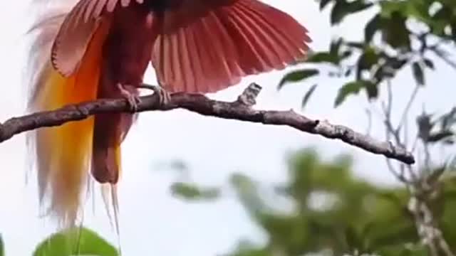 #Animal #Bird #Do you know #