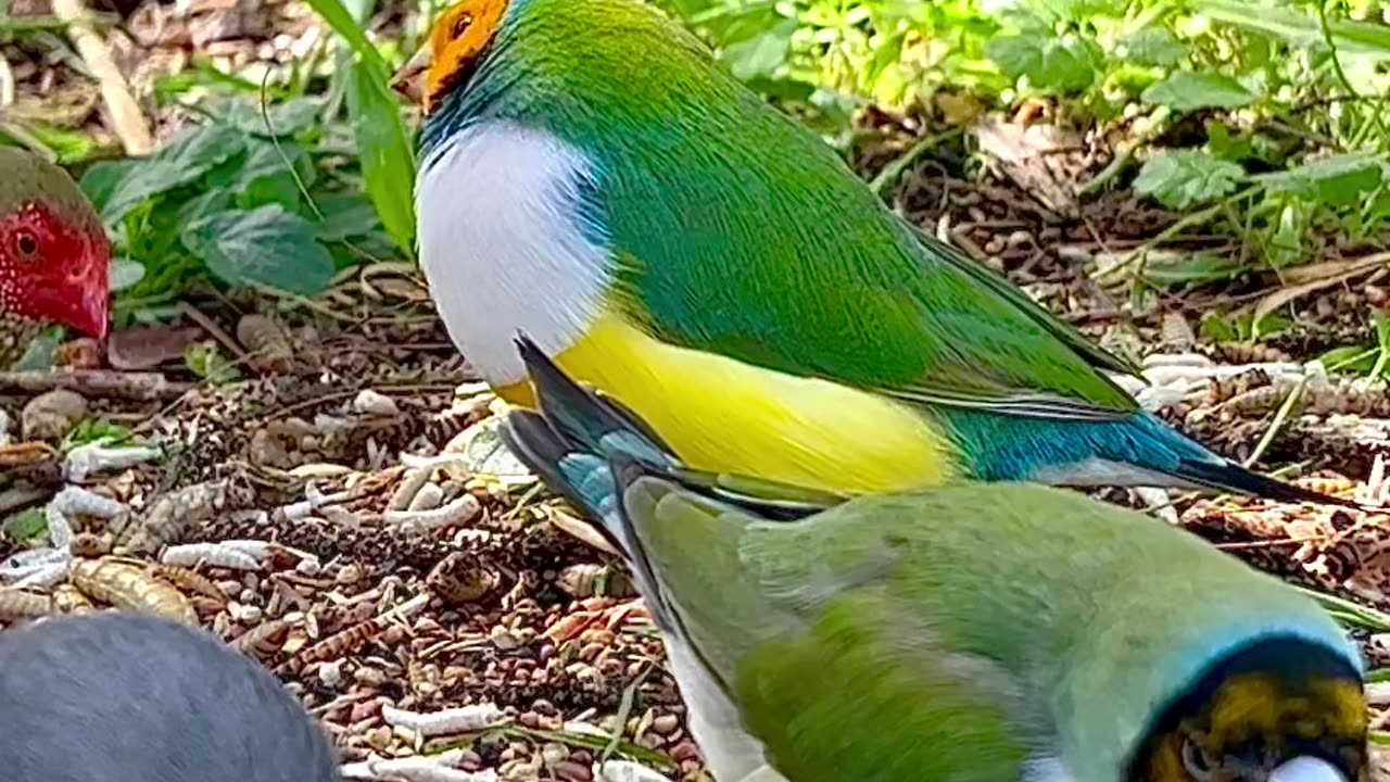 Gouldian Finches in bird aviary on ground