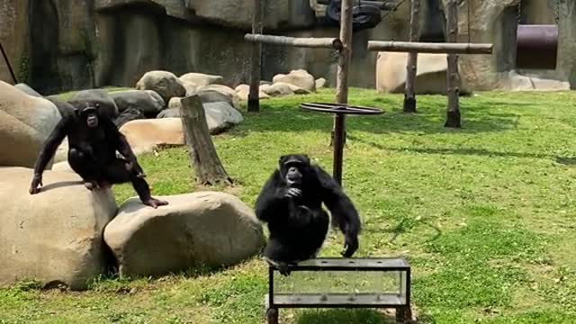 Chimps are smart