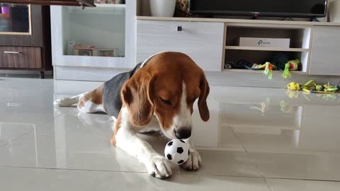 ⭐ Cute Beagle obsessed with his new toy ⭐