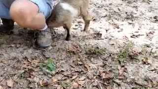 Baby Goat With a Big Attitude