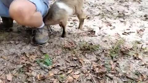 Baby Goat With a Big Attitude