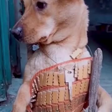 FUNNY ANIMALS VIDEOS TRY NOT TO LAUGH 🤣