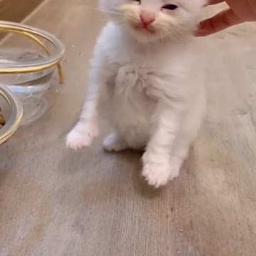 glutton for punishment🐈🐈🐈