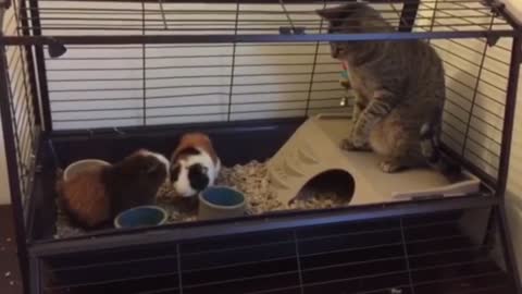 SUPER Weird Cats _ AFV Funniest Cat Videos