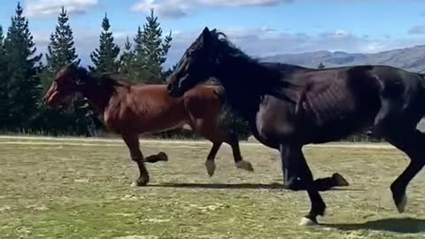 A horse running on the prairie