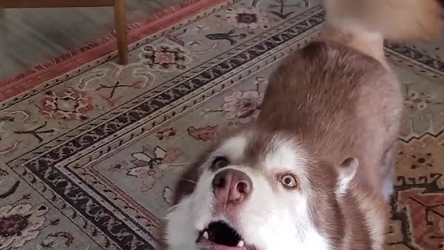 Husky doesn't like being teased and HATES being laughed at!