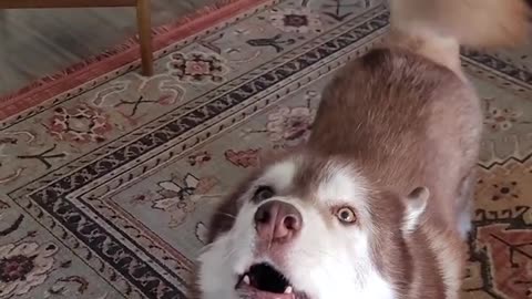 Husky doesn't like being teased and HATES being laughed at!