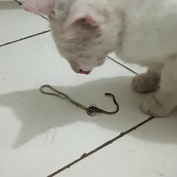 WATCH IT.. CAT EATING SNAKE AT OFFICE...