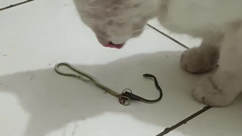 WATCH IT.. CAT EATING SNAKE AT OFFICE...