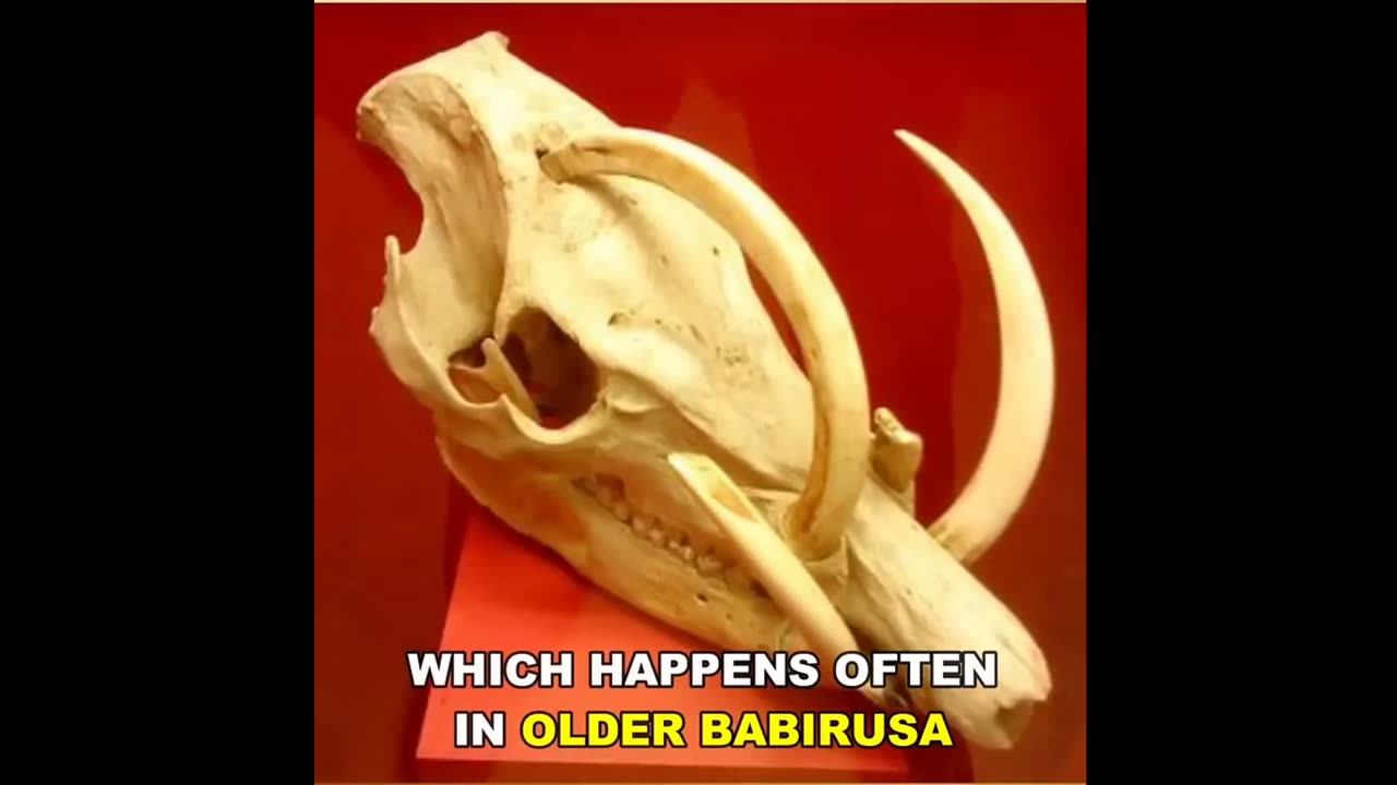 Animals That Can Die From Their Own Horns Baixar