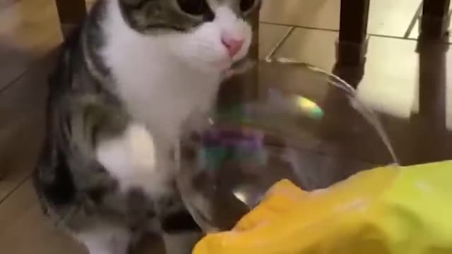 Funniest Cats and Dogs. You can enjoy