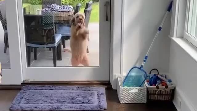 Don't close the door doggy trying hard