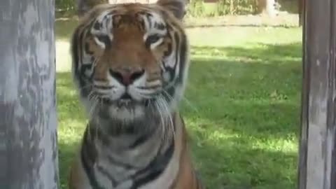 Nice Tiger