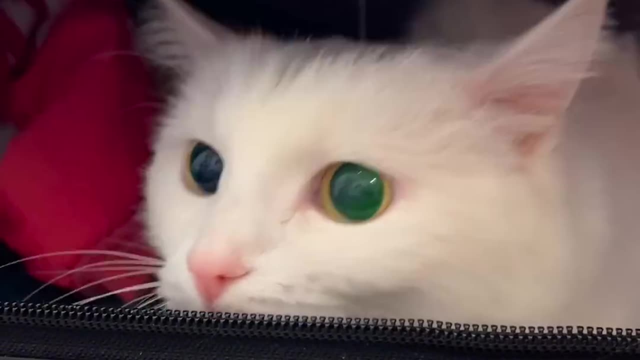 СОФУ НЕ ВЗЯЛИ В ПУТЕШЕСТВИЕ 😭😭😭 (1080p) short video