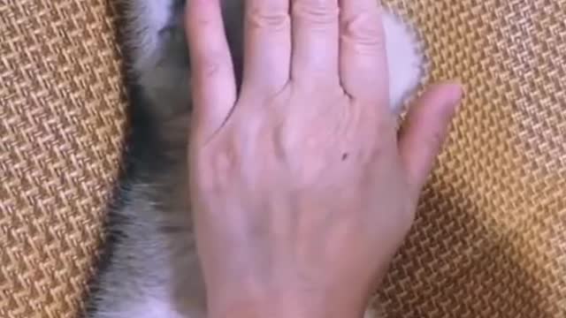 The whole family coaxed him as a child, and I even played him a lullaby. Ha ha ha ~
