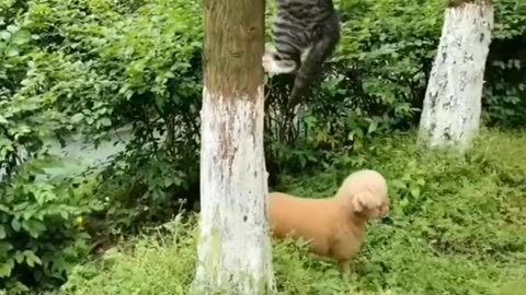 Funny animals moment🙂🙂🙂