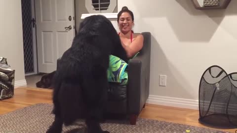 Massive Newfoundland thinks he's a lap dog