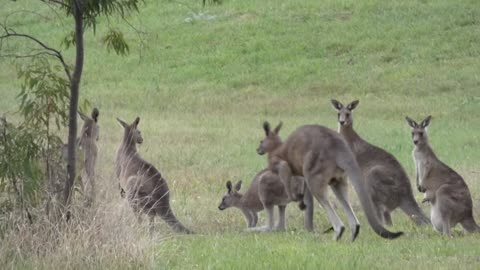 Kangaroos as I walk - city of Mill Park Melbourne Australia