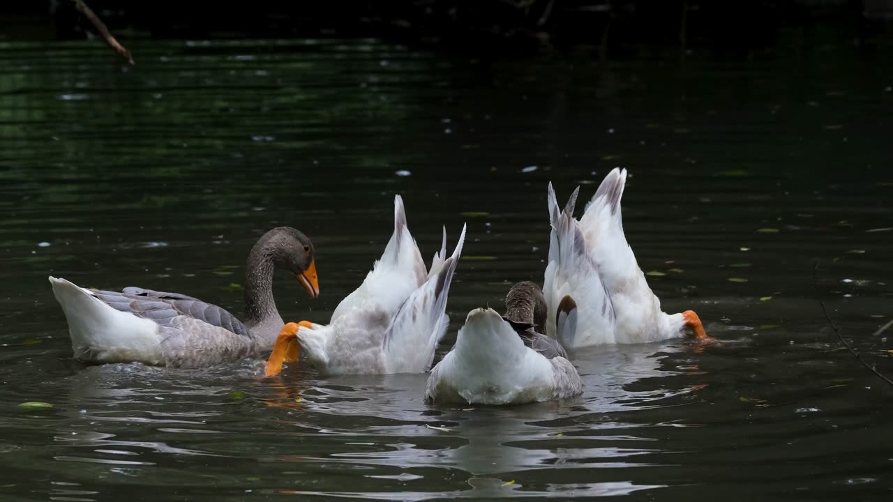 Playful Duck Dances and Plays in the Water!