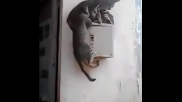 Funny cat with his family