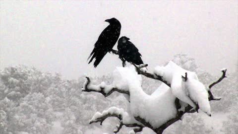 Two Ravens