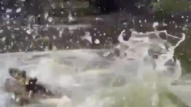 This is a beautiful and charming water-dwelling species