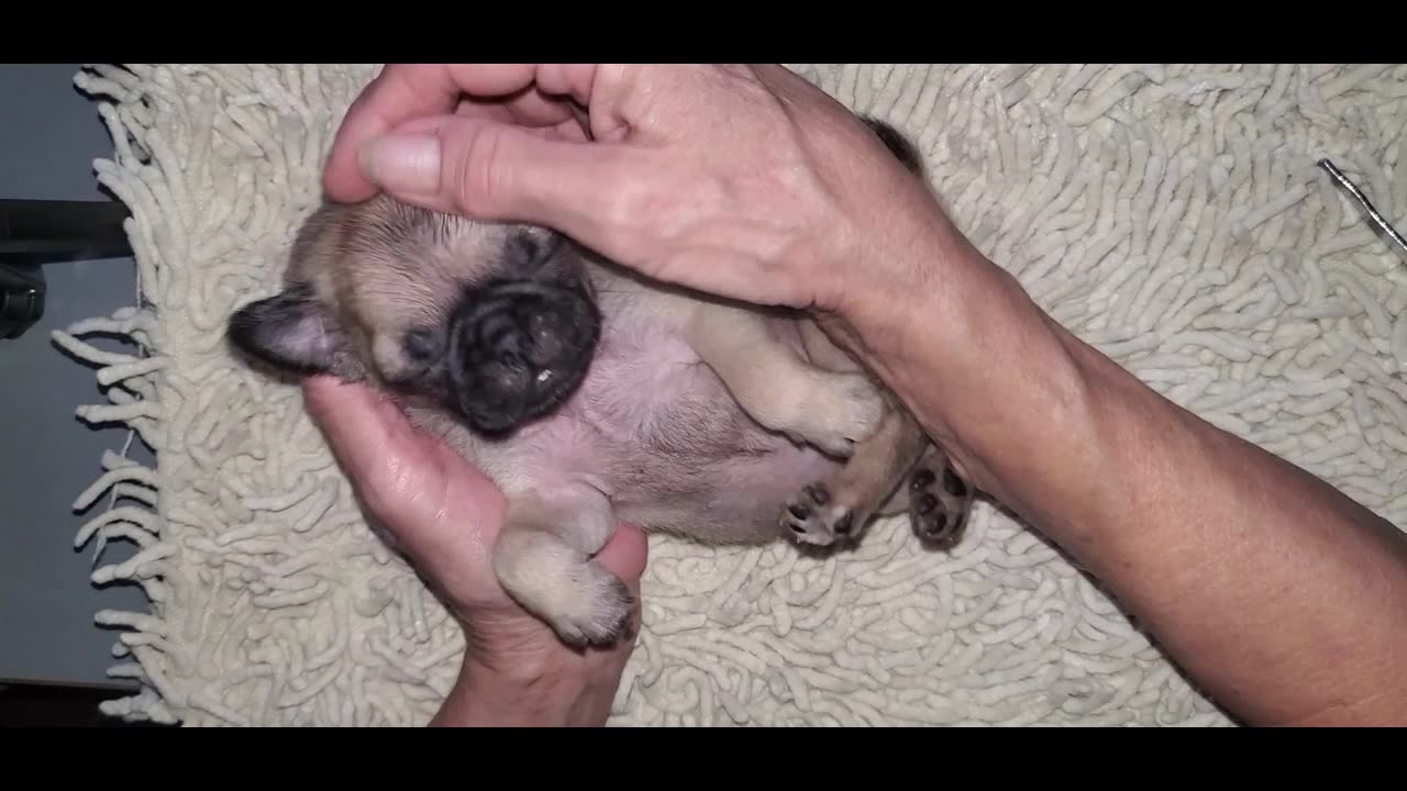 Charming 4 Week Old AKC Pug