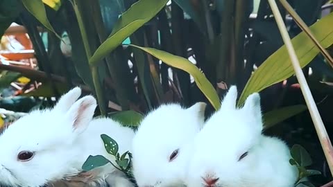 Beautiful rabbits..