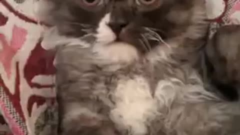 OMG-Cute & Funny Cats-Aww Animals-#102 -#FunnyAnimals-#animals-#Shorts-Sad Animals Videos#cats