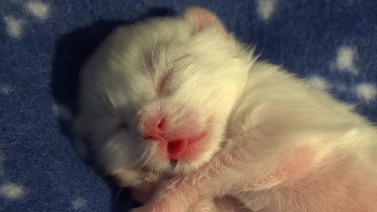 Cute White Maine Coon kitten sleeping and dreaming about drinking milk (3 days old)