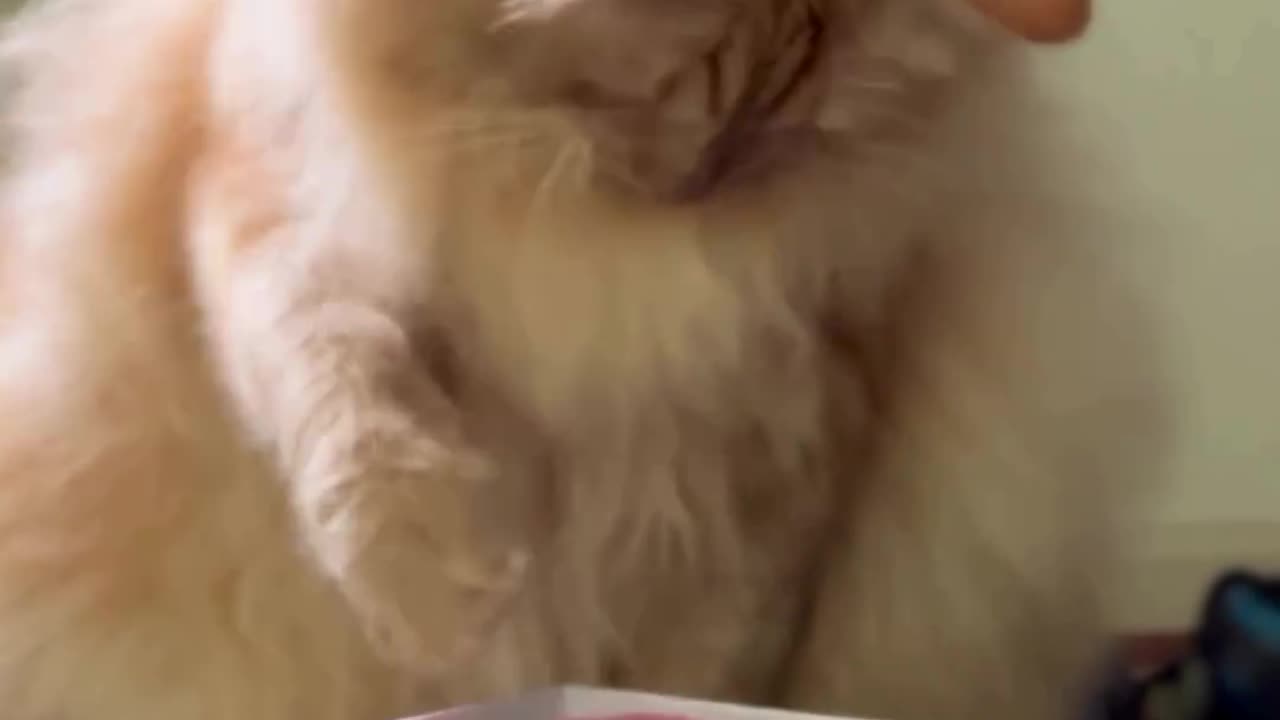 When Your Cat is Your Valentines