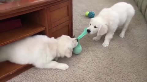 Crazy Dogs to Watch