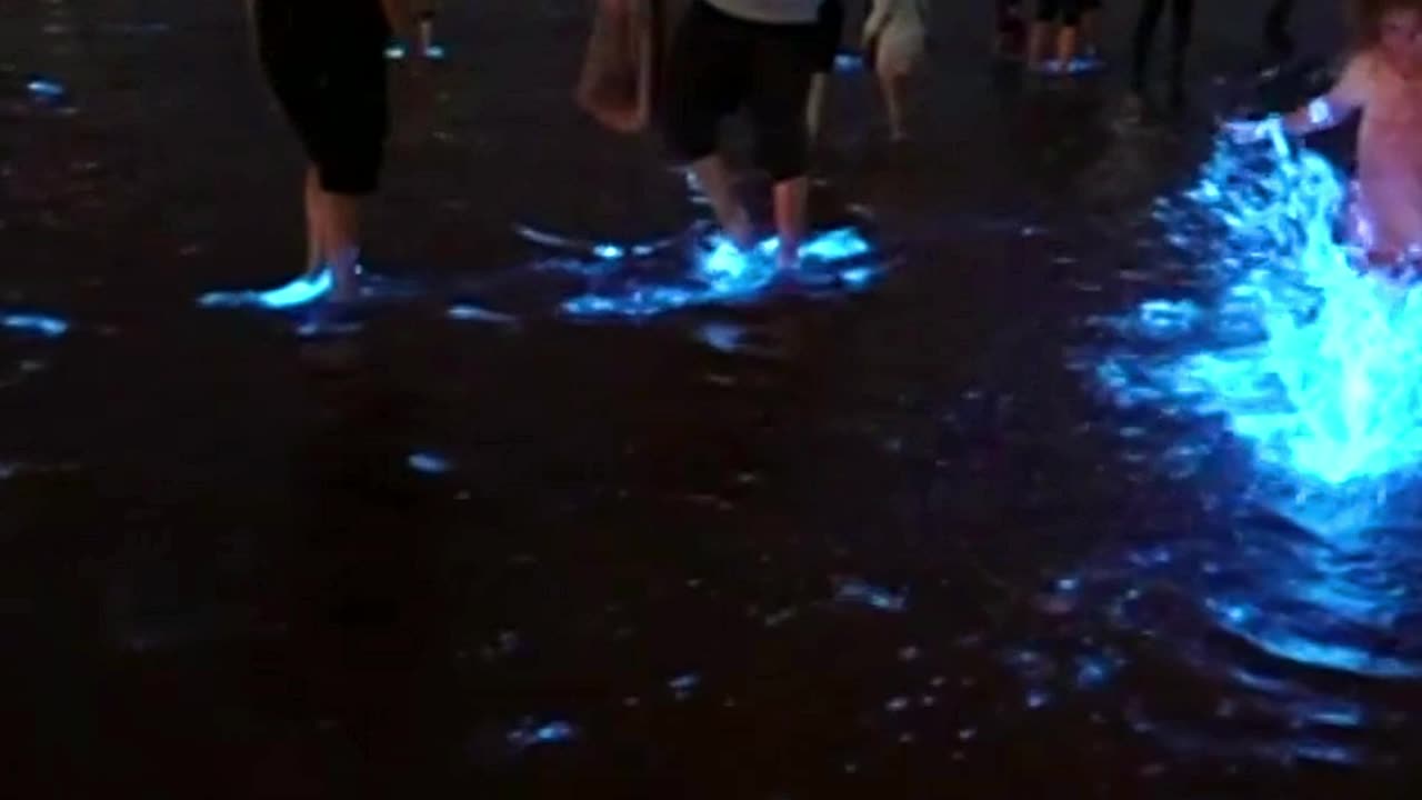 Shocking Electric Blue Glow Lights Up The Shoreline