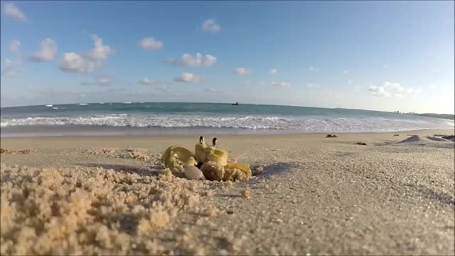 Curious Crab on Camera