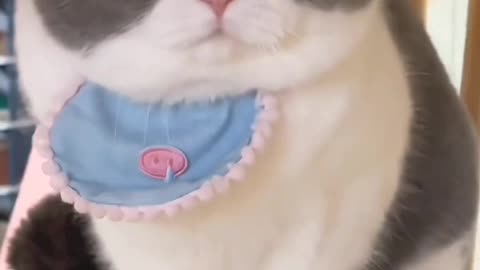 Cute Cat