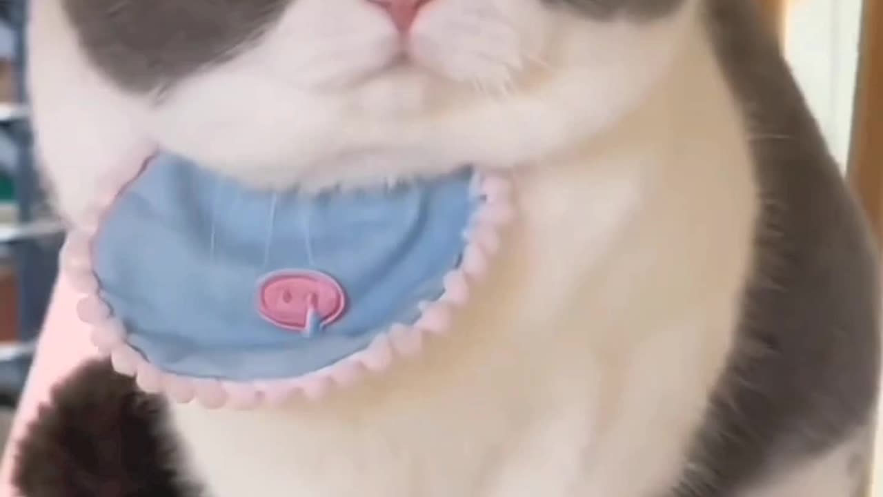 Cute Cat