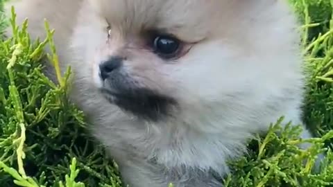 Cute baby dog