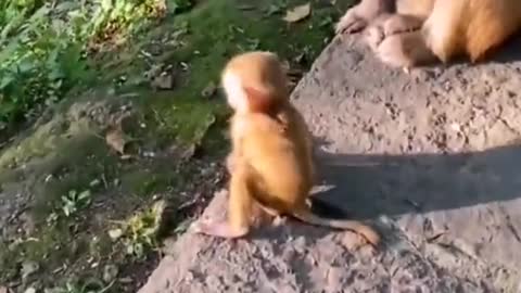 monkey