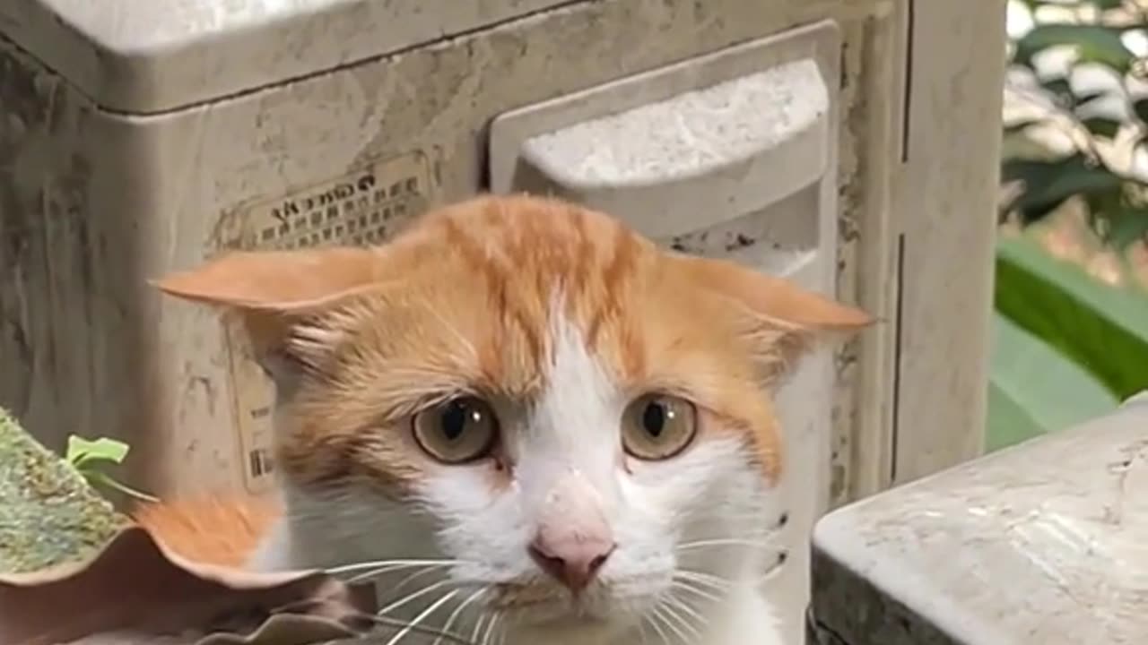 POOR CAT 🥲