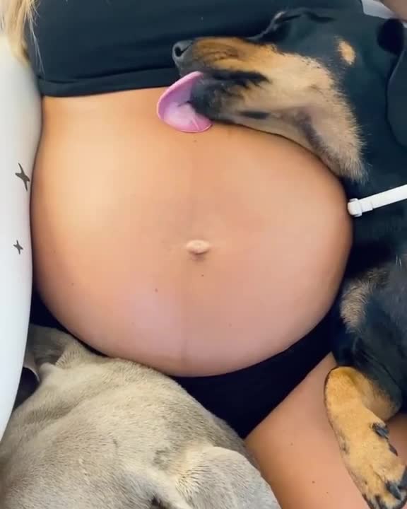 dog likes to lick pregnant woman's belly - dog likes to lick pregnant woman's belly -