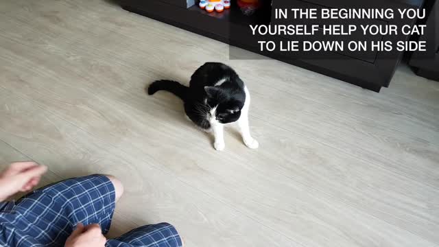 How to train your cat